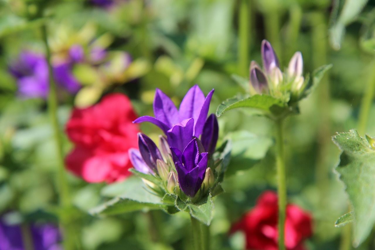 The Role of Perennials in Eco-Friendly Gardening